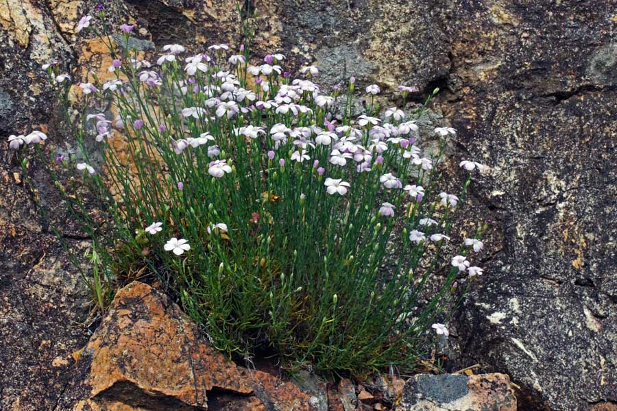 Petrorhagia saxifraga / Garofanina spaccasassi